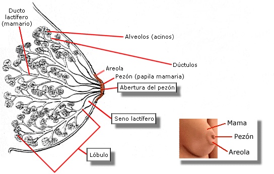 anatomía pezón
